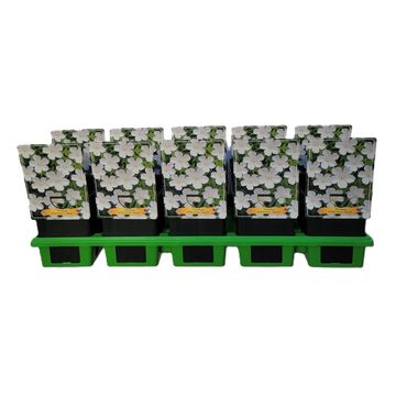 Geranium sanguineum 'Album'