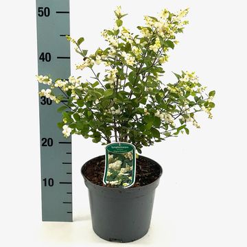 Symphoricarpos MAGICAL GALAXY