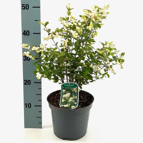 Symphoricarpos MAGICAL GALAXY