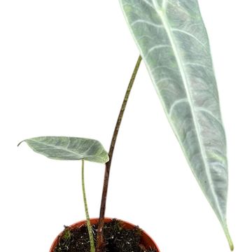 Alocasia longiloba SILVER