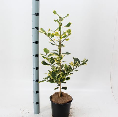 Ilex x altaclerensis 'Golden King'