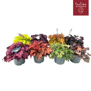 Heuchera INDIAN SUMMER MIX