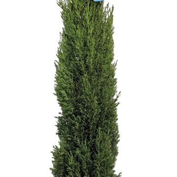 Cupressus sempervirens 'Тотем'