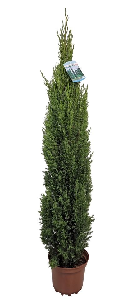 Cupressus sempervirens 'Totem'