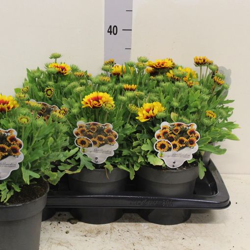 Gaillardia aristata SPINTOP RED STARBURST — Plant Wholesale FlorAccess