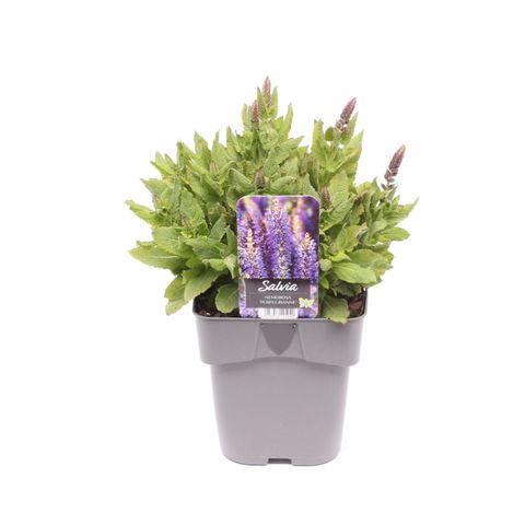 Salvia x sylvestris RIANNE PURPLE