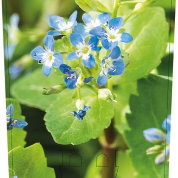 Veronica beccabunga