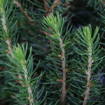 Picea glauca ПЕРФЕКТА