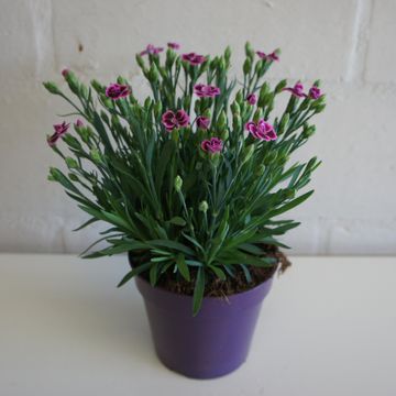 Dianthus PINK KISSES