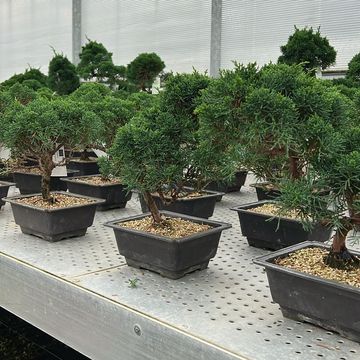 Juniperus chinensis