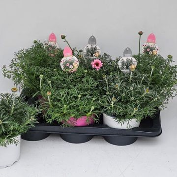 Rhodanthemum hosmariense AFRICA MIX