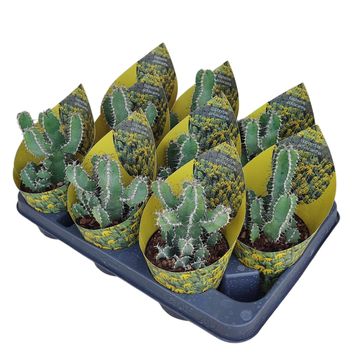 Euphorbia polyacantha