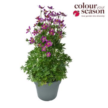 Anemone x lesseri SPRING BEAUTY PINK