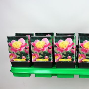 Paeonia 'Bowl of Beauty'