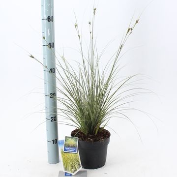 Carex brunnea 'Variegata'