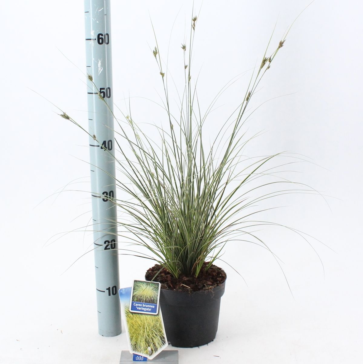 Carex brunnea 'Variegata'  Pflanzengrohandel FlorAccess