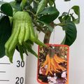 Citrus medica 'Buddha's Hand'