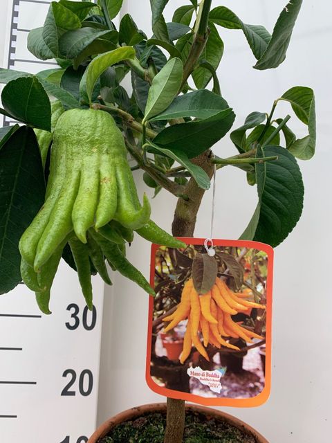 Citrus medica 'Buddha's Hand'