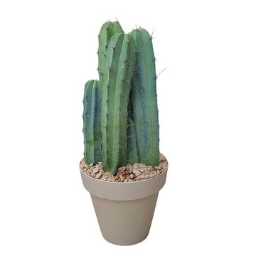 Myrtillocactus geometrizans