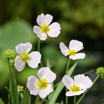 Baldellia ranunculoides