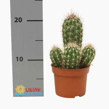 Pachycereus pringlei