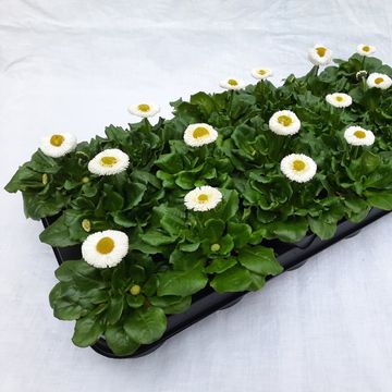 Bellis perennis GALAXY MIX