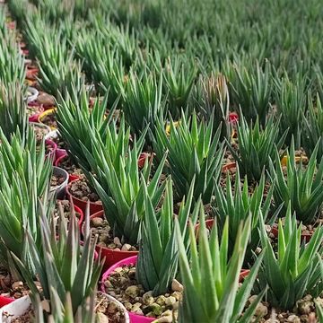 Haworthia glauca