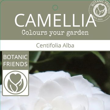 Camellia japonica 'Centifolia Alba'