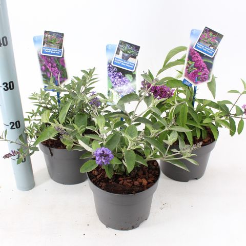 Buddleja FREE PETITE MIX