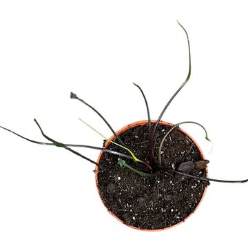 Alocasia plumbea 'Flying Squid'