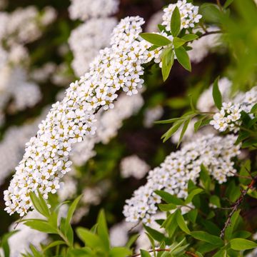 Spiraea nipponica 'Snowmound'