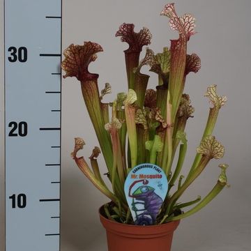 Sarracenia 'Judith Hindle'