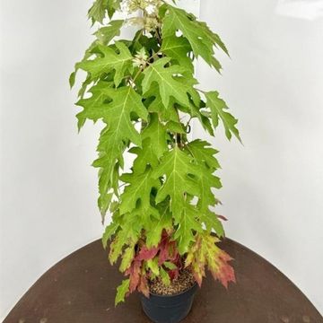 Hydrangea quercifolia ICE CRYSTAL