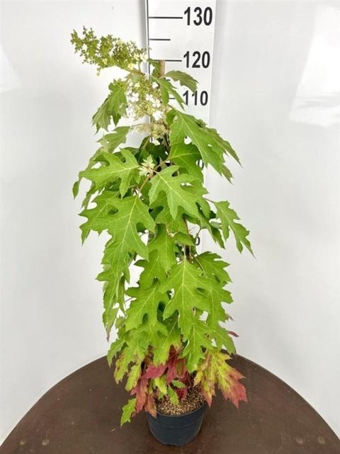 Hydrangea quercifolia ICE CRYSTAL