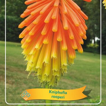 Kniphofia rooperi