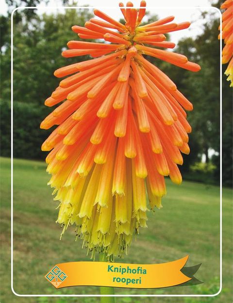 Kniphofia rooperi