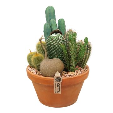 Ετοιμασίες Cactus