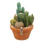 Arrangement Cactus