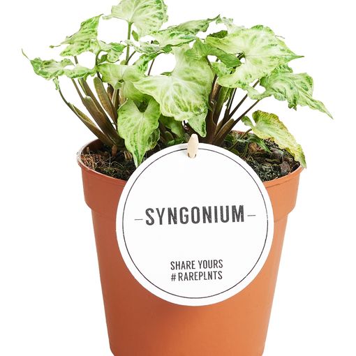 Syngonium 'Batik'