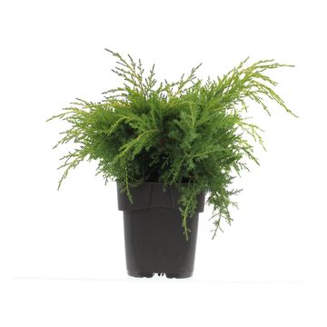 Juniperus x pfitzeriana 'Gold Star'