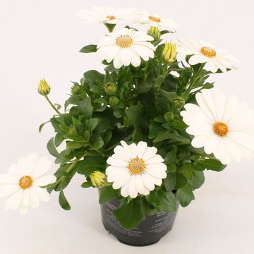 Osteospermum FLOWERPOWER CREME WHITE