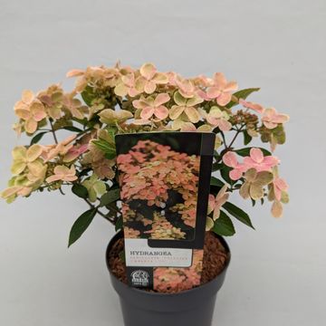 Hydrangea paniculata 'Polestar'