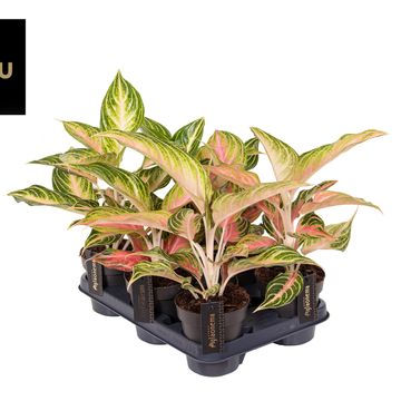 Aglaonema 'Pink Surprise'