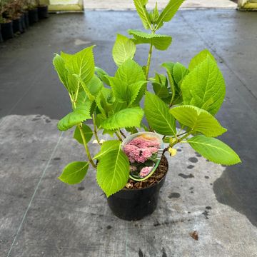 Hydrangea macrophylla 'Bouquet Rose'