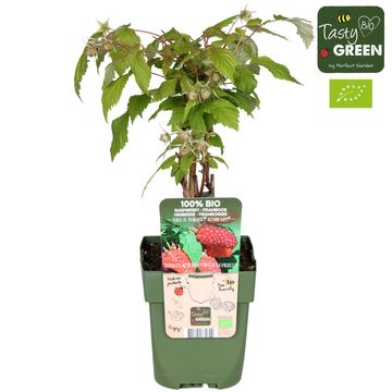 Rubus idaeus 'Autumn Happy'