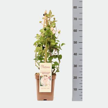 Rosa CONSTANZE MOZART