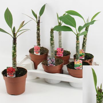 Plumeria rubra HAWAIIAN MIX