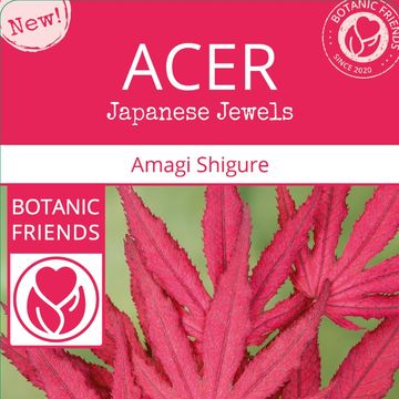 Acer palmatum 'Amagi-shigure'
