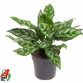 Aglaonema 'Maria'