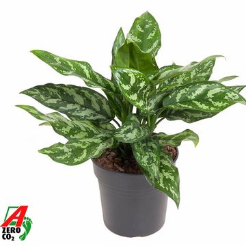 Aglaonema 'Maria'